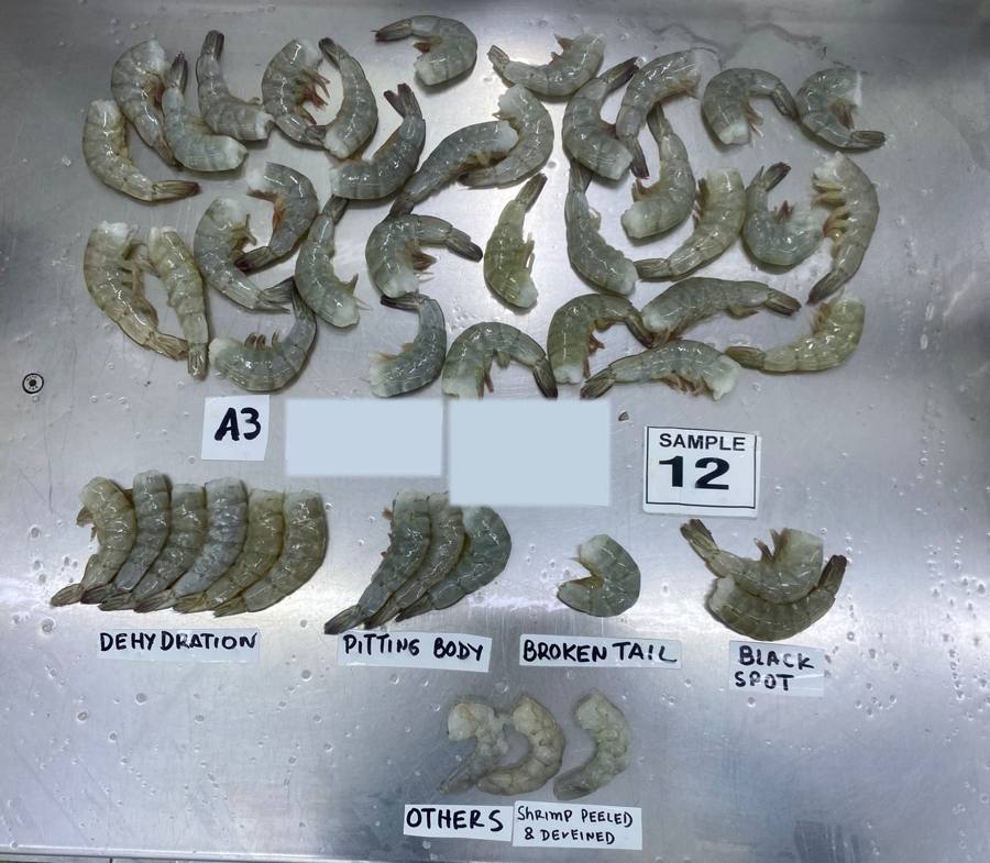 Defectos separados: deshidratación, picaduras, cola rota, mancha negra — inspección de camarón en Ecuador